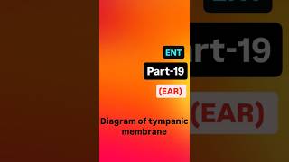 diagram of tympanic membrane tympanicmembraneperforation tympanum neet medical ent neetpg [upl. by Atnuahs]