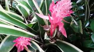 Bromeliad Plant  Bromeliad Neoregelia  with green white leaves [upl. by Dulla]