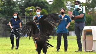 Rare cinereous vulture fails to fly after release attempt [upl. by Ellennoj407]