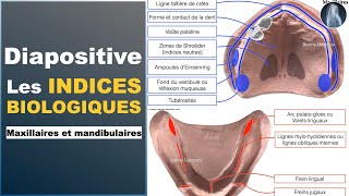 🔍 Indices Biologiques Positifs et Négatifs du Maxillaire et de la Mandibule  Guide Complet 🦷 [upl. by Kcirrej445]