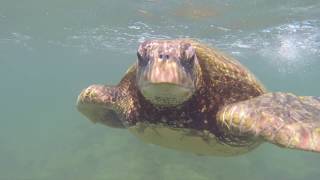 some Animals of the Galapagos Islands  Galapagos AlterNATIVE [upl. by Allegra]