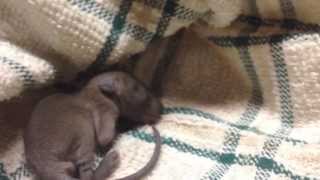 Baby Rat Rescued from Fallen Nest [upl. by Sula371]