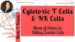 Cytotoxic T Cells and NK Cells  Killing Zombie Cells Mode of Action [upl. by Stefan]