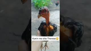 Dalok dalok ka Manok🙄 pbbtherese funny funnyshorts forfun [upl. by Airaet]