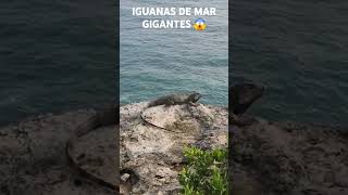 IGUANAS DE MAR GIGANTES 🫣 [upl. by Nikkie]