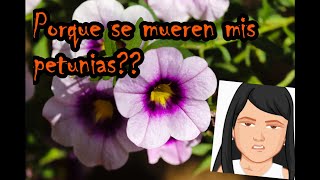 Petunias sus cuidados y propagación [upl. by Eatnuahc]