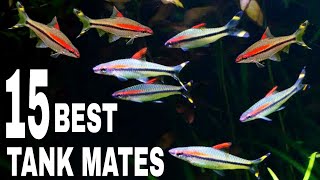 Most Suitable Tank Mates For Denison Barb Fish [upl. by Kwei]