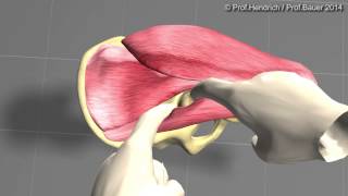 Künstliche Hüfte  minimalinvasive OP Langversion von Prof Christian Hendrich [upl. by Towne]