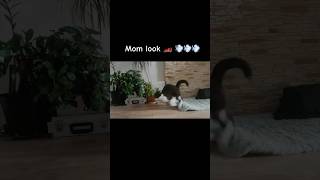 My cat said mom look and 🏎️💨💨💨 talkingcat cat cats catshorts zoomies funnycats [upl. by Emearg]