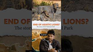 🤔Why Asiatic Lions 🦁live only in Gujarat 🤔 Gir National Park [upl. by Ahsertal445]