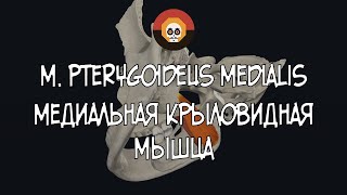 Медиальная крыловидная мышца m pterygoideus medialis 3D Анатомия [upl. by Akira]