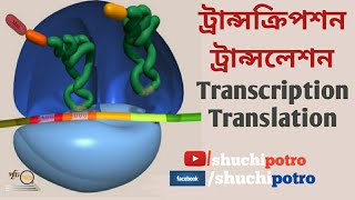 DNA Transcription and TranslationBengaliBiology1Chapter 1Class1112 [upl. by Smitt]