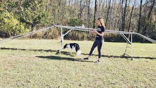 Top Five Impressive Dog Tricks [upl. by Rissa]