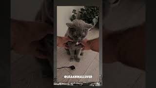 Catitude on point viralvideo cat trending funny usa cute animalwelfare pets [upl. by Mchail80]