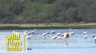 Greater Flamingo Phoenicopterus roseus Gujarat India [upl. by Inalaehak]