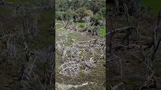 Western Australia Ghost Forest Tsunami Evidence [upl. by Gaylene]