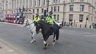 police Horse wearing a poppy lest we forget metpolice [upl. by Stempien]