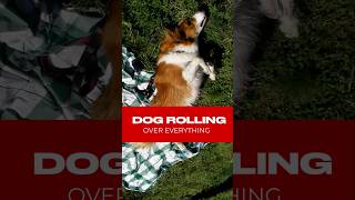 The reason behind dog rolling on their poop and grass shots dogbehavior [upl. by Sad]