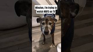 Winston wont let me watch MAFS UK shorts [upl. by Carrissa]