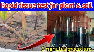 Rapid tissue test for soil and plant  Phosphorus deficiency plant test  Ammonium molybdate method [upl. by Matthiew]