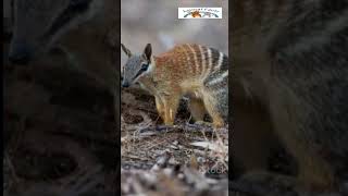 Numbat Australia’s Colorful Ant Eater NumbatFacts Wildlife Australia Subscribe NatureLovers [upl. by Katherine]