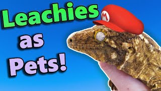 Leachianus Geckos Fun Facts and Care Tips [upl. by Berk]