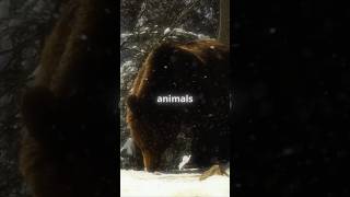 Why Do Animals Hibernate 🐻  animals sciencescopes shorts [upl. by Allison]