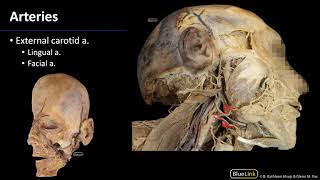 Parotid and Submandibular Triangle  Arteries [upl. by Inga]