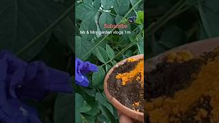 🔴 Fertilizer to Get maximum flowers on Aparajita in November month youtubeshorts [upl. by Nodnelg]