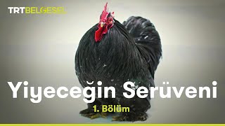 Yiyeceğin Serüveni  Tavuk  TRT Belgesel [upl. by Hosfmann]