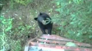 What To Do When a Bear Climbs Up Your Treestand  Deer amp Deer Hunting Video [upl. by Kearney]