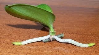 How to Grow Orchids from Stem Cuttings [upl. by Asemaj381]