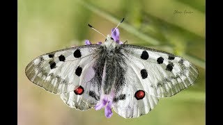 Papillon Apollon arverne  Parnassius apollo [upl. by Litnahs837]