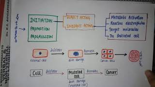 CHEMICAL CARCINOGENESIS  NEOPLASIA STAGES  DIRECT OR INDIRECT CARCINOGEN  oncogenesis [upl. by Ellinej]