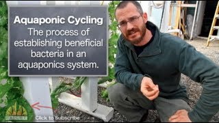 The Basics of Aquaponics System Cycling [upl. by Ecnedac]