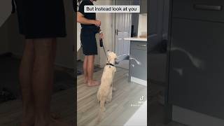 Dog impulse training puppy dog puppydog goldenretriever dogtraining puppytraining fyp [upl. by Henry980]