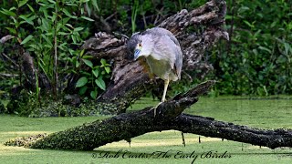 Nycticorax nycticorax BLACKCROWNED NIGHT HERON drinks preens [upl. by Mala]