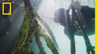 Measuring Mangroves  Explorers in the Field [upl. by Gnilrad]