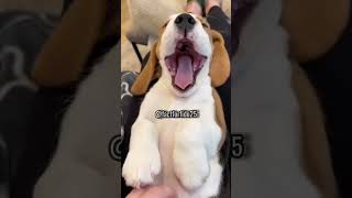 Why Beagles Are the Cutest Dogs Ever 🐾😍 dog facts beagle shorts [upl. by Ade]