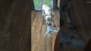 Buddys toy has seen better days buddymissile doglover schnoodlelove dogdad acd blueheeler [upl. by Mikahs]