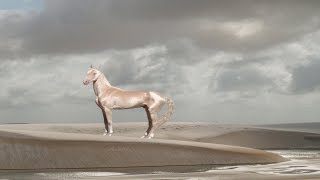 15 Breathtakingly Unique Beautiful Horses  You Cant Believe which are Really Exist in The World [upl. by Banebrudge]