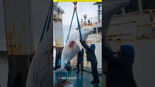 Baby white dolphin beckons people to get on board to save its mother।🥺shortvideo amazingfacts [upl. by Air634]