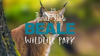 Welcome to Beale Wildlife Park 🌲 [upl. by Lonyer477]