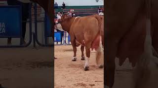 🔴 Ganado Simmental Fleckvieh ✅ [upl. by Alimat771]