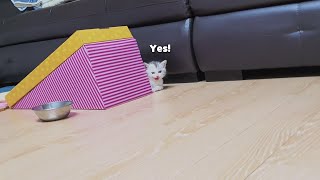 My Kitten Responds with a quotYesquot from Afar When I Calls [upl. by Akeret900]