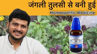 Ocimum Caryophyllatum  जंगली तुलसी  Homeopathic Medicine  Symptoms  How to use [upl. by Alur]