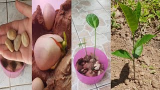 How to grow jackfruit seeds at home  How to plant jackfruit seeds from store bought [upl. by Reivax]