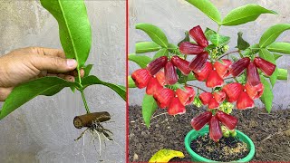 Unique​ Technique  Grafting Wax Apple Tree Using Aloe vera Growing Faster and Has Many Fruits [upl. by Atinrev606]