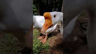 Meet the Embden goose in slowmotion [upl. by Froemming]