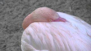 GREATER FLAMINGO WITH SCARLET IBIS [upl. by Farrand]